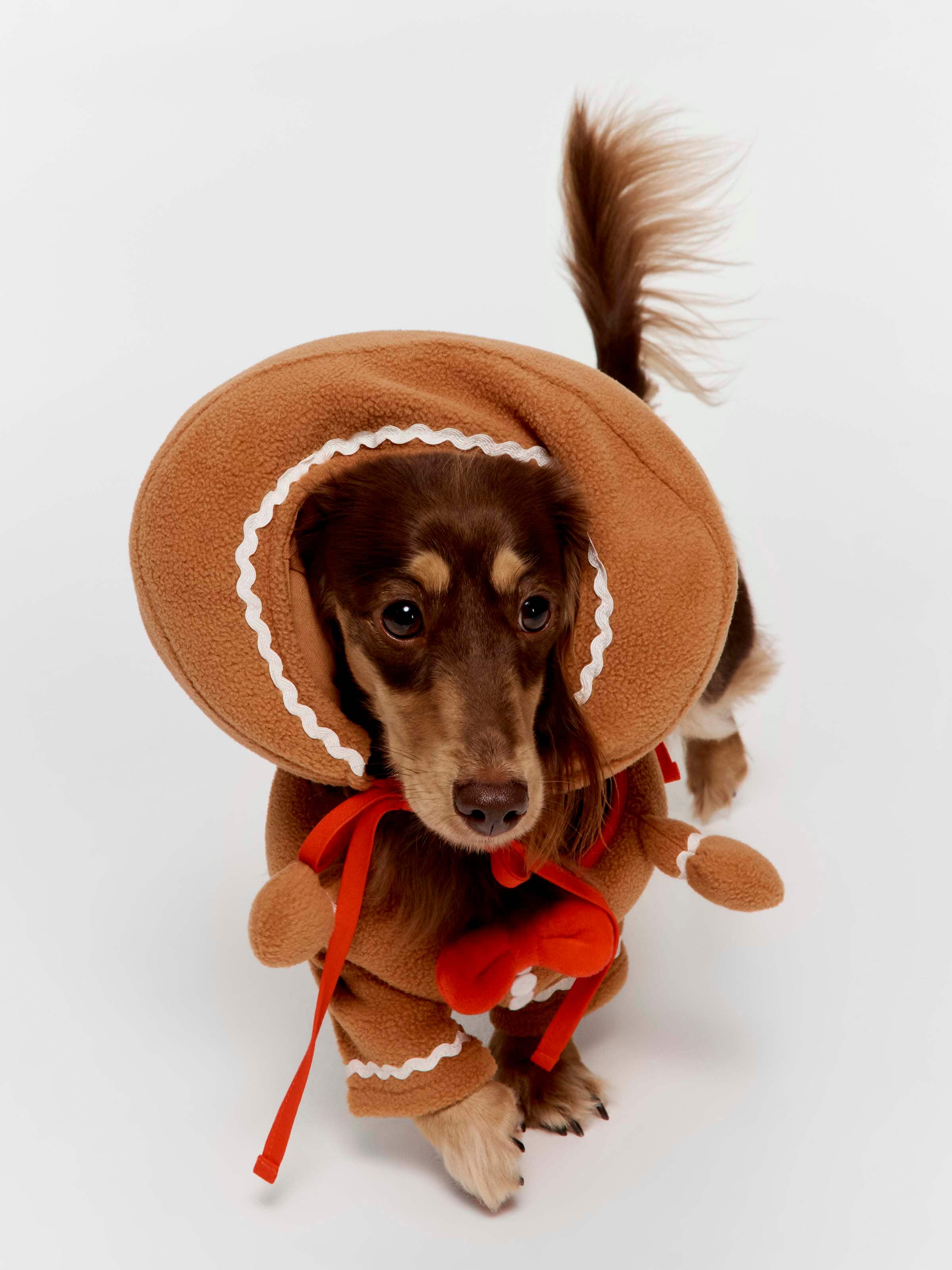 Gingerbread Boxed Dog Hoodie